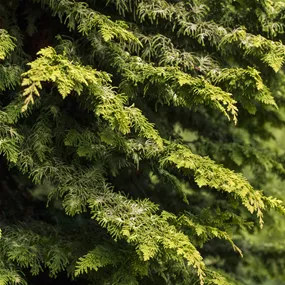 Chamaecyparis obtusa Fernspray Gold