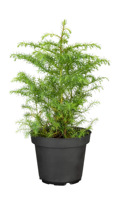 einlegegurken saatgut Saatgut Einlegegurke Regal F1 - Cucumis sativus regal