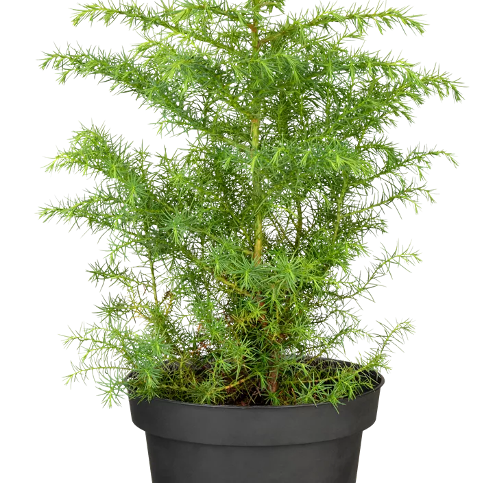Hahnenkamm-Sicheltanne 'Elegans Viridis' Hahnenkamm-Sicheltanne 'Elegans Viridis'