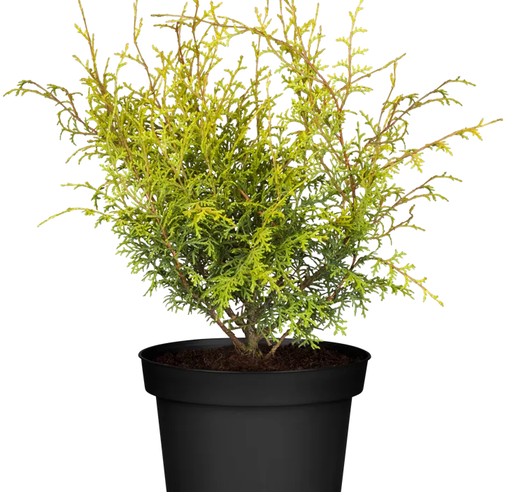Hinoki-Scheinzypresse 'Lucas' Hinoki-Scheinzypresse 'Lucas'