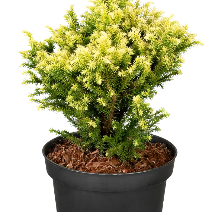 Japanische Sicheltanne 'Vilmorin Gold' Japanische Sicheltanne 'Vilmorin Gold'