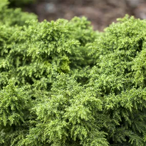 Cryptomeria japonica Yokohama