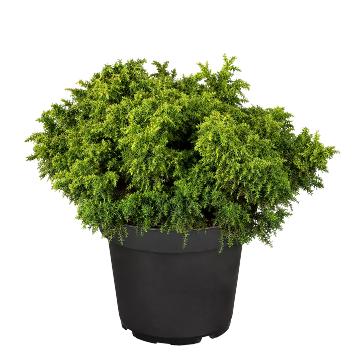 Sicheltanne 'Yokohama' Sicheltanne 'Yokohama'