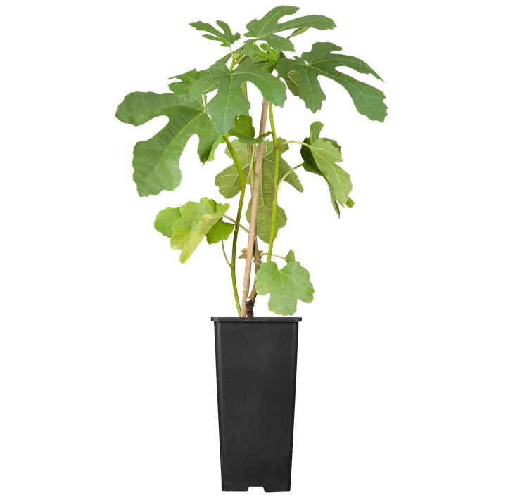 Feige 'Brown Turkey'