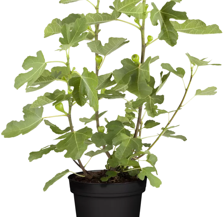 Feige 'Brown Turkey'