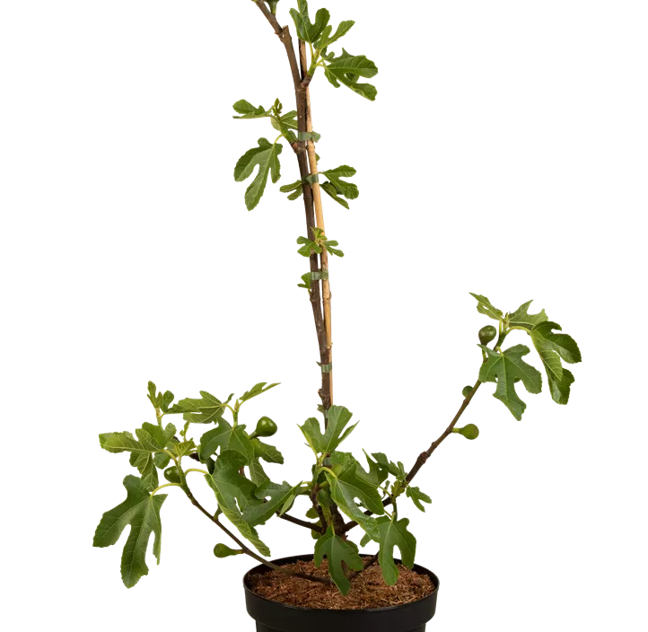 Feige 'Brown Turkey'