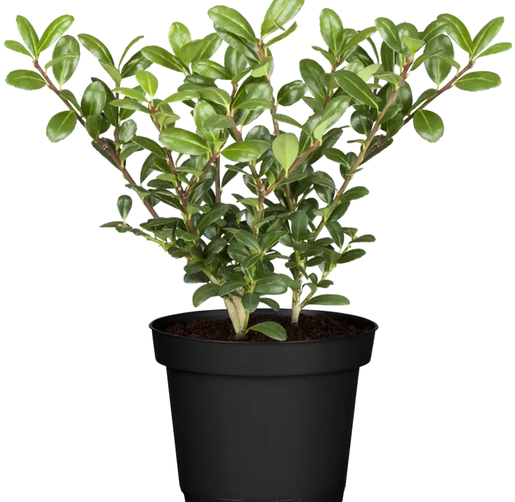 Stechpalme 'Robustico' Stechpalme 'Robustico'