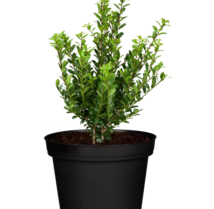 Stechpalme 'Robustico' Stechpalme 'Robustico'
