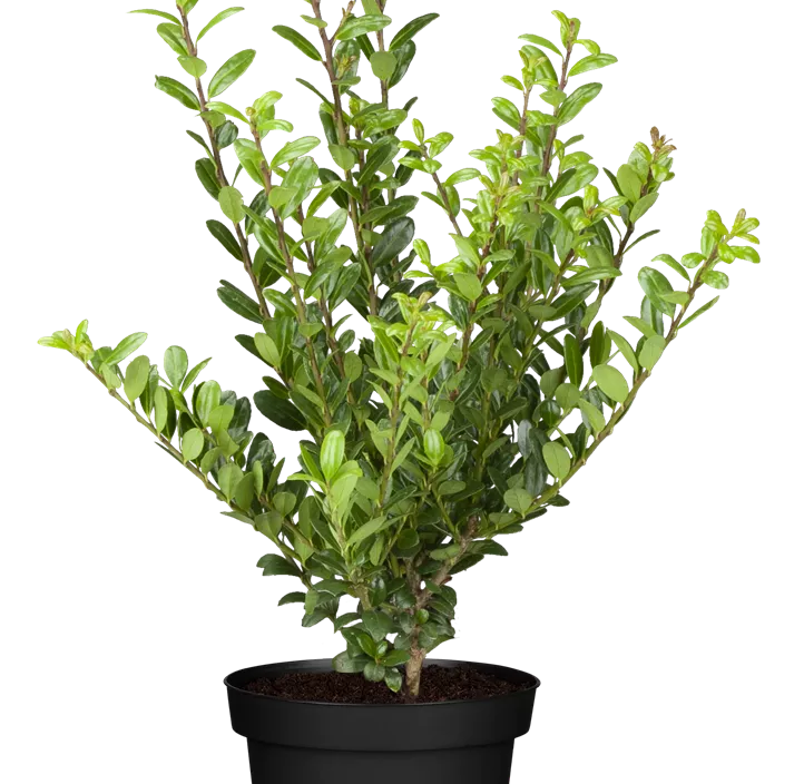 Stechpalme 'Robustico' Stechpalme 'Robustico'