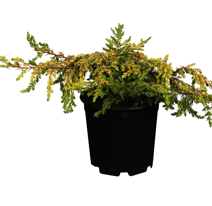 Gemeiner Wacholder 'Goldschatz' Gemeiner Wacholder 'Goldschatz'