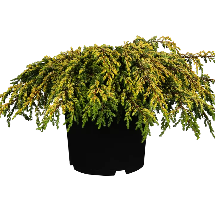 Gemeiner Wacholder 'Goldschatz' Gemeiner Wacholder 'Goldschatz'