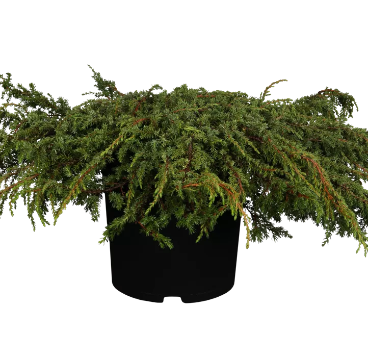 Kriechwacholder 'Green Carpet' Kriechwacholder 'Green Carpet'