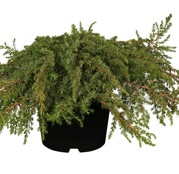 Kriechwacholder 'Green Carpet' Kriechwacholder 'Green Carpet'