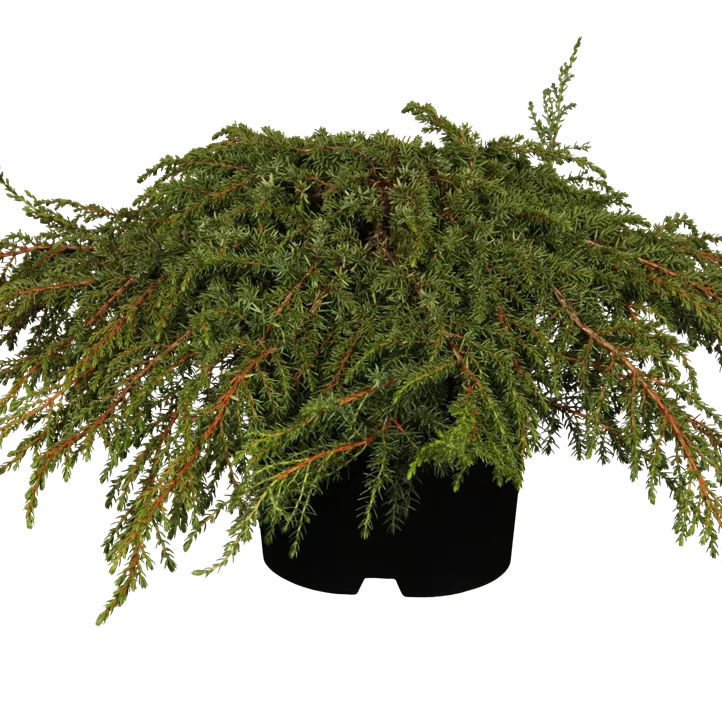 Kriechwacholder 'Green Carpet' Kriechwacholder 'Green Carpet'