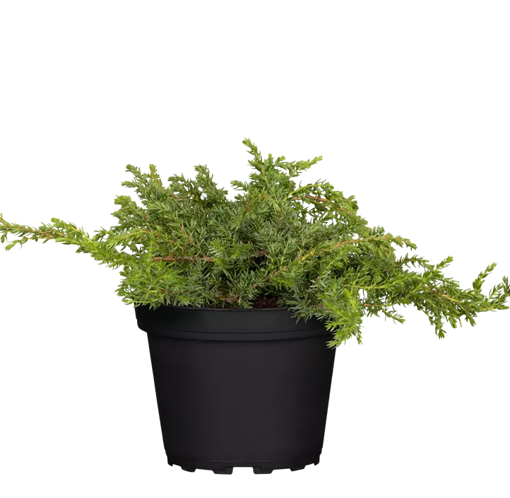 Kriechwacholder 'Green Carpet' Kriechwacholder 'Green Carpet'