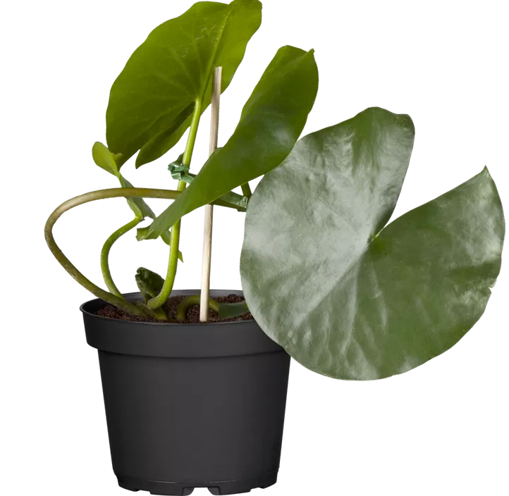 Garten-Seerose 'Attraction' Garten-Seerose 'Attraction'