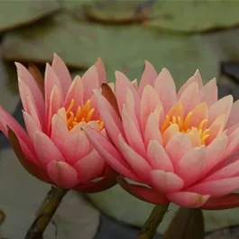 Nymphaea Aurora