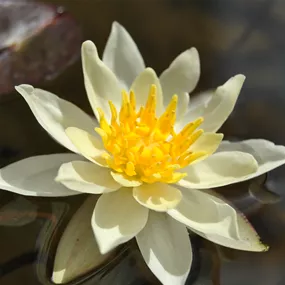 Nymphaea 'Chromatella'