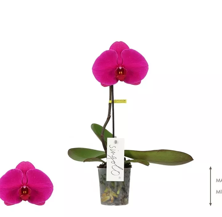 Schmetterlingsorchidee 'Singolo® Shima'