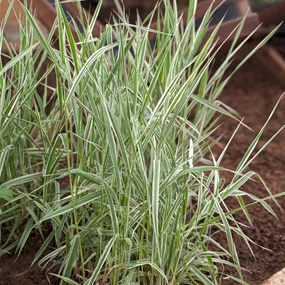 Phalaris arundinacea Picta