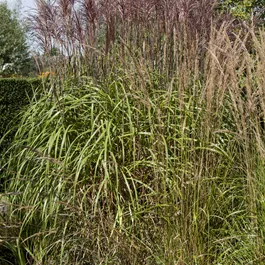 Phragmites australis, 50 cm Topf
