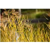 bellaflora Gartencenter GmbH