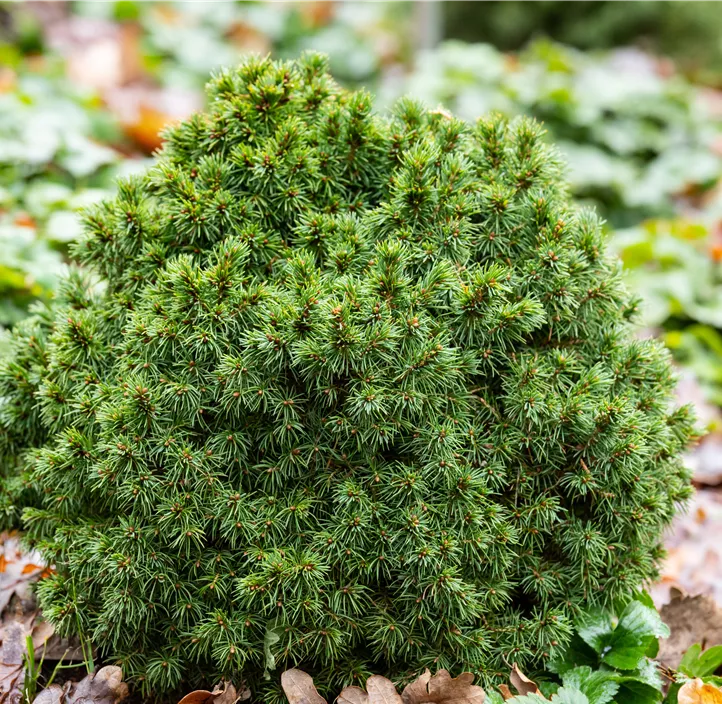 Kugelfichte 'Alberta Globe'
