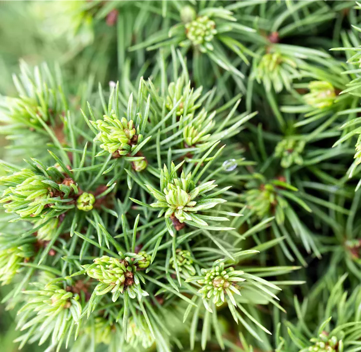 Kugelfichte 'Alberta Globe'