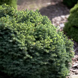 Picea omorika 'Karel'