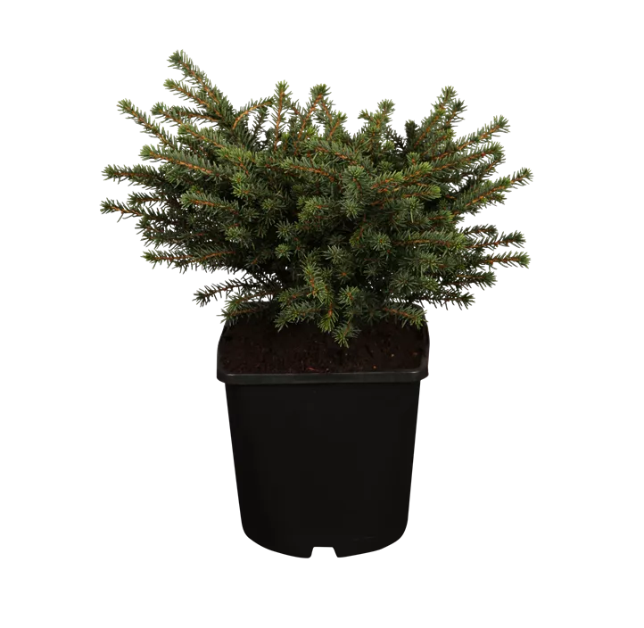 Serbische Fichte 'Karel' Serbische Fichte 'Karel'