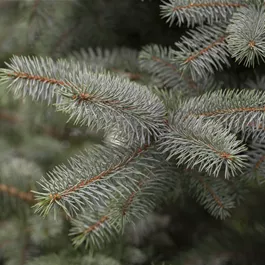 Picea Pungens Blue Diamond