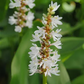 Pontederia cordata Alba