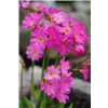 bellaflora Gartencenter GmbH