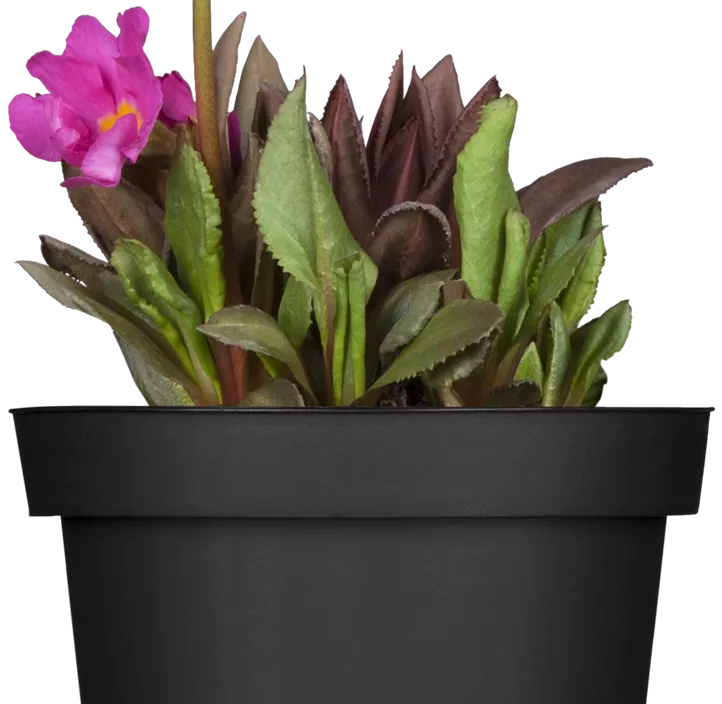 Rosen-Schlüsselblume