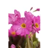 bellaflora Gartencenter GmbH