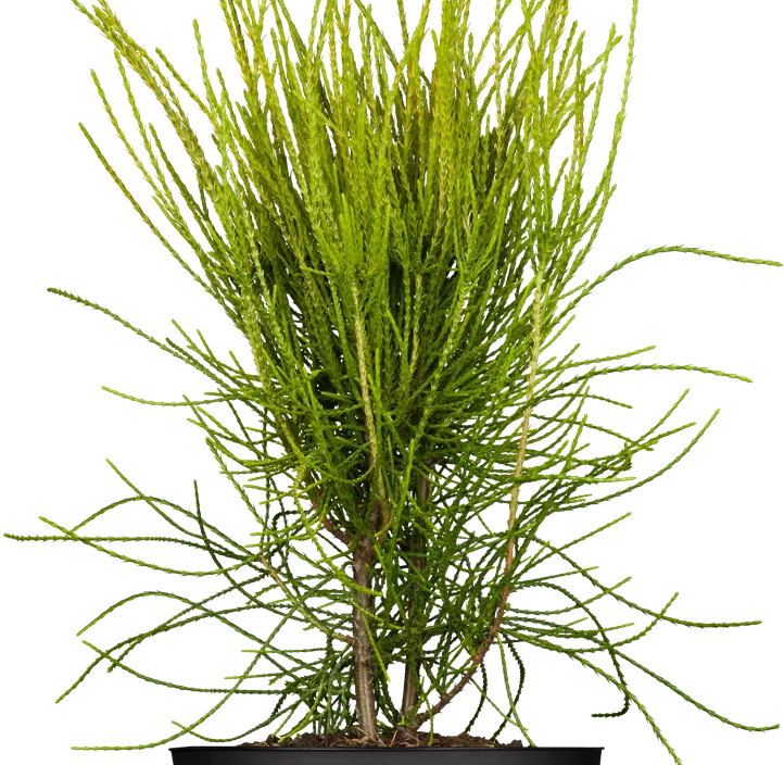 Lebensbaum 'Franky Boy' Lebensbaum 'Franky Boy'