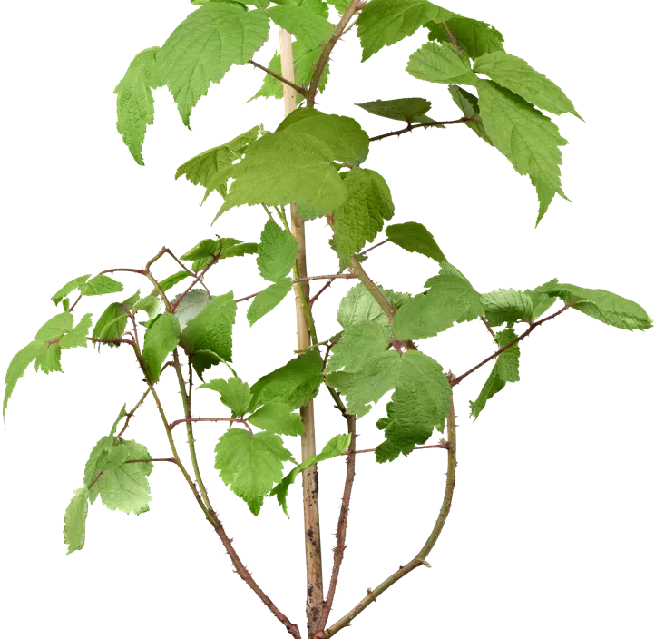 Japanische Weinbeere Japanische Weinbeere