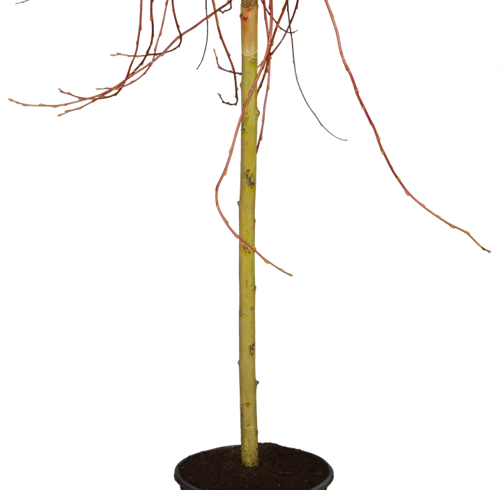 Salweide 'Curly Locks'