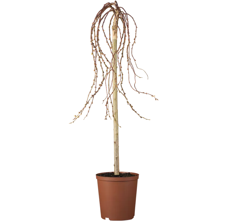 Salweide 'Curly Locks'