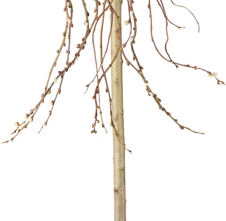 Salweide 'Curly Locks'