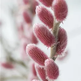 Salix Rotkätzchen