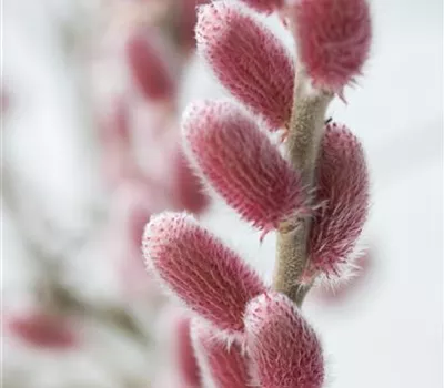 Salix Rotkätzchen