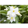 bellaflora Gartencenter GmbH