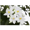 bellaflora Gartencenter GmbH