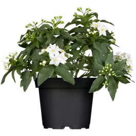 Solanum jasminoides Busch