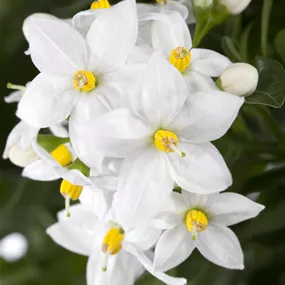Solanum jasminoides Busch