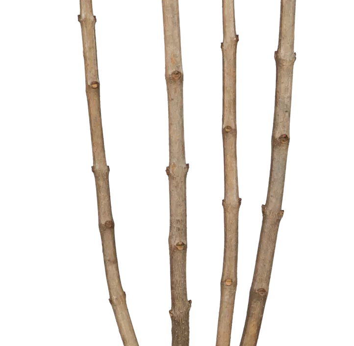 Edelflieder 'Charles Joly'