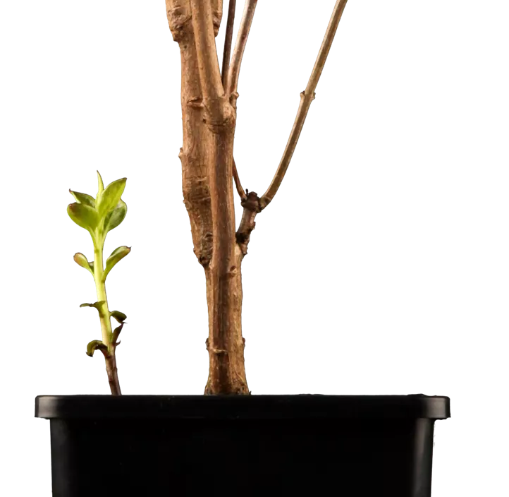 Edelflieder 'Charles Joly'