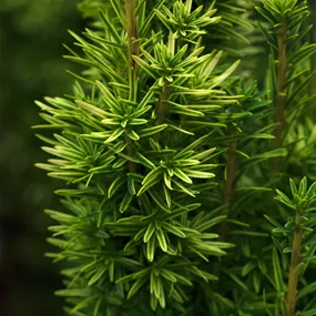 Taxus baccata David