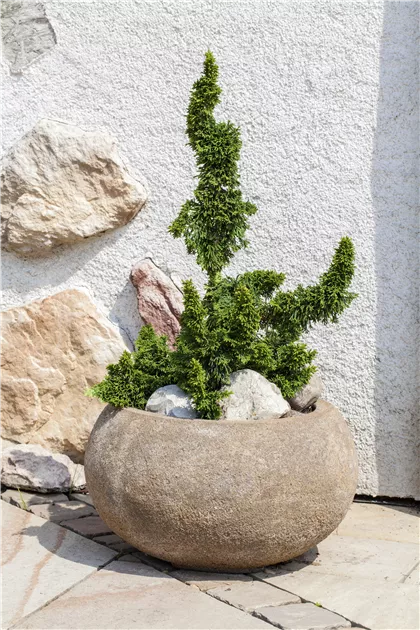 Thuja occidentalis Malonyana Holub, Sulen-Lebensbaum 'Malonyana Holub' -  Bellaflora